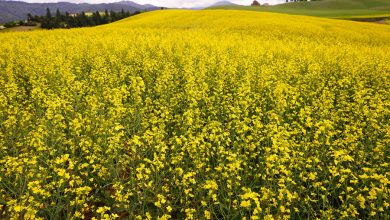 Фото - Австралийские фермеры предостерегли туристов от фото в желтых полях