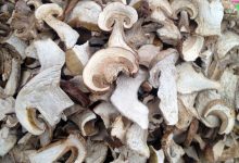 Фото - Шеф-повар Пискунов назвал преимущества сушеных грибов перед свежими