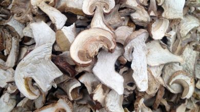 Фото - Шеф-повар Пискунов назвал преимущества сушеных грибов перед свежими