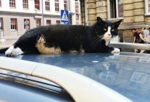 Фото - Уличный кот по кличке Гацек получил собственную метку в Google Maps