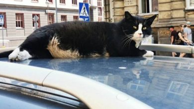 Фото - Уличный кот по кличке Гацек получил собственную метку в Google Maps