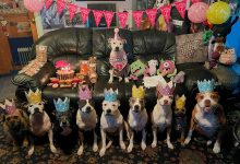 Фото - Британка отметила дни рождения своих восьми бультерьеров вечеринкой в кафе