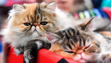 Фото - Британский ветеринар назвал четыре породы кошек, которых никогда не купит