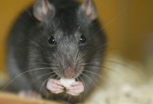 Фото - Чикаго обошел Нью-Йорк по количеству крыс в помещениях