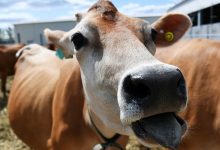 Фото - В Новой Зеландии снизили уровень выделяемого коровами метана с помощью комбучи