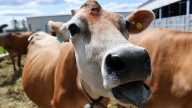 Фото - В Новой Зеландии снизили уровень выделяемого коровами метана с помощью комбучи