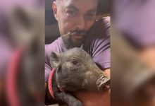 Фото - Джейсон Момоа забрал домой свинку со съемок фильма «Страна сна»