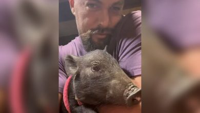 Фото - Джейсон Момоа забрал домой свинку со съемок фильма «Страна сна»